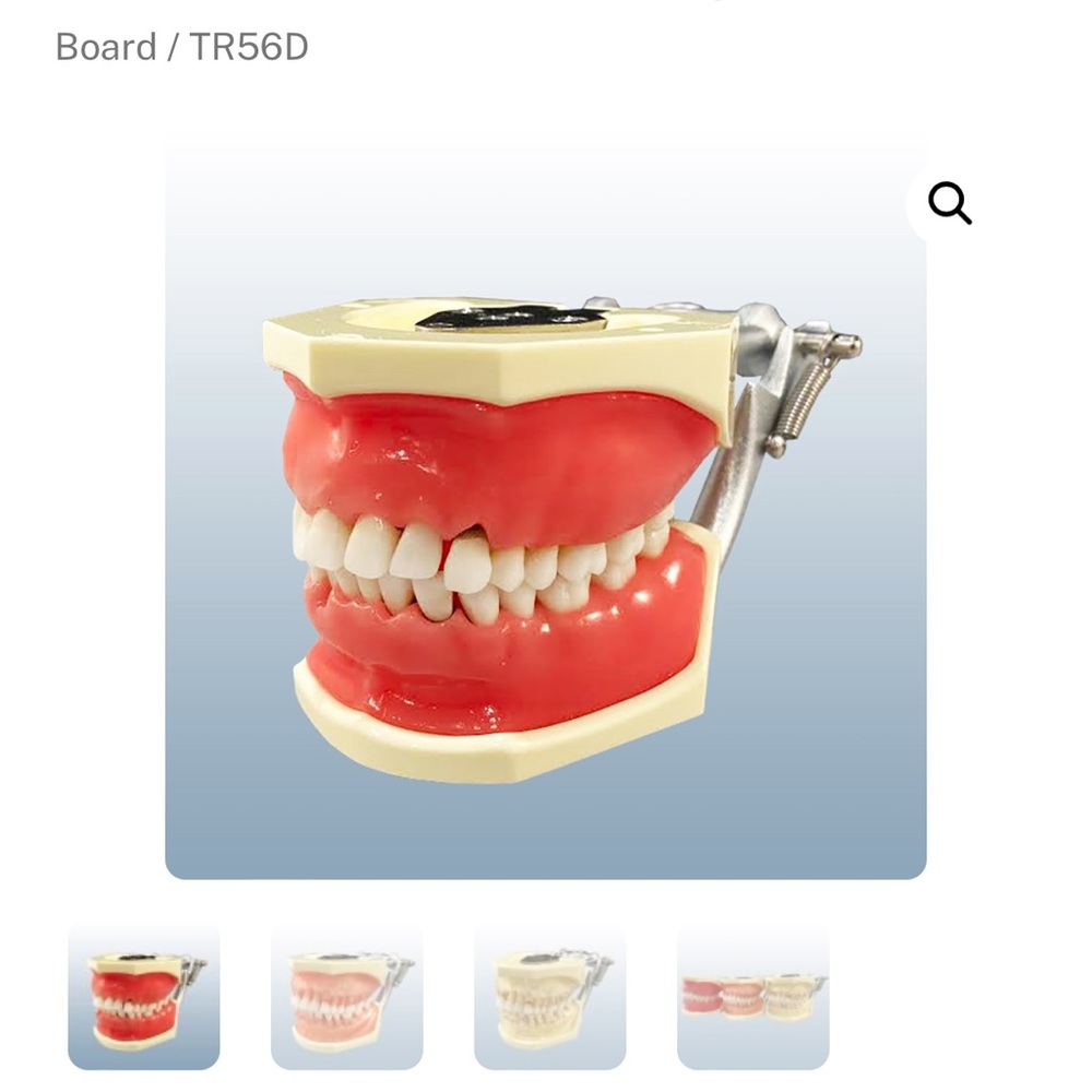 Kilgore Dental typodont (TR56D) w/ stand